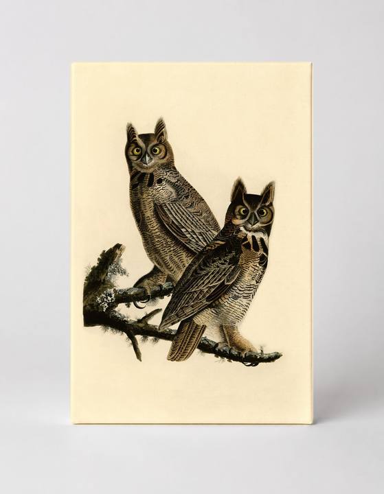 Great Horned Owl (1827)