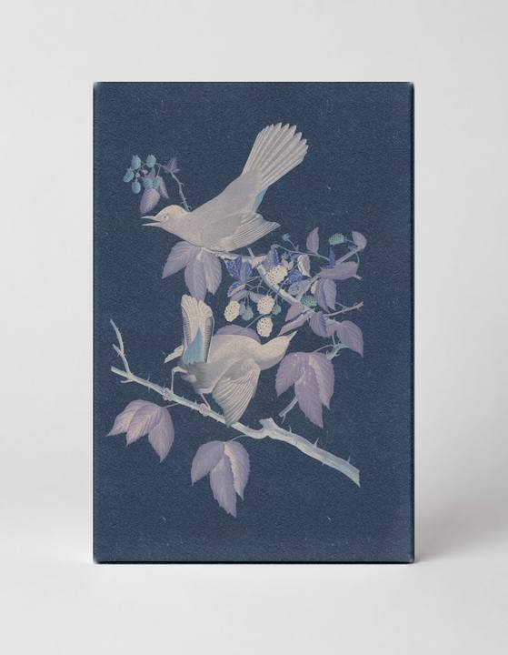 Northern Mockingbird (1827)