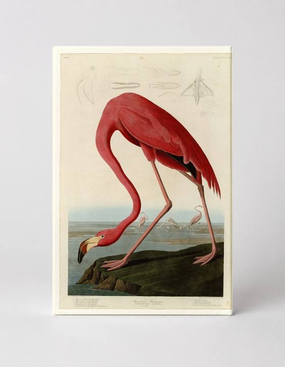 American Flamingo (1838)