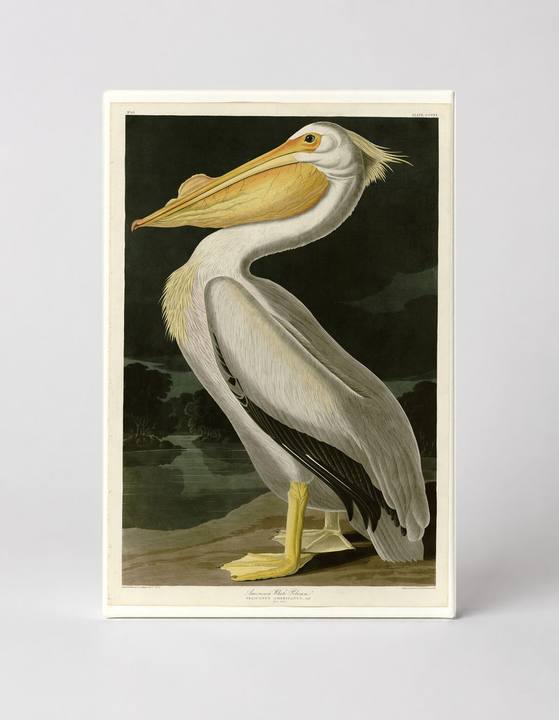 American White Pelican (1835)