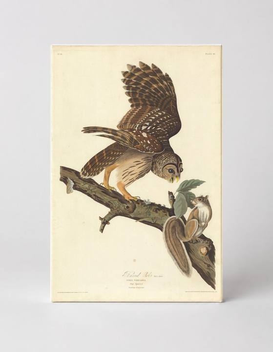 Barred Owl (1833)