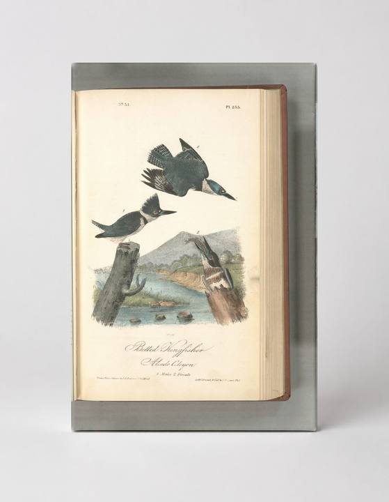 Belted Kingfisher, Plate 77 (1838)