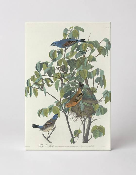 Blue Grosbeak (1827)