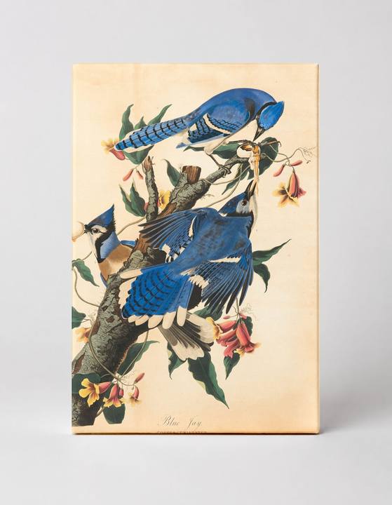 Blue Jay (1827)