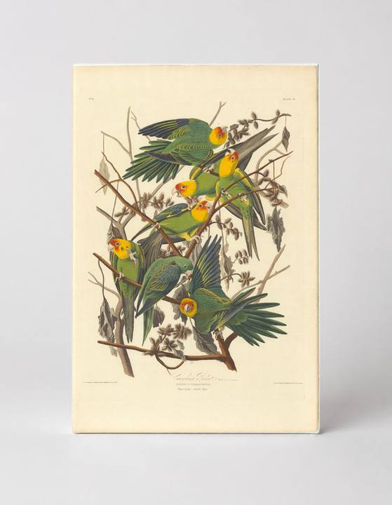 Carolina Parakeet (1827)