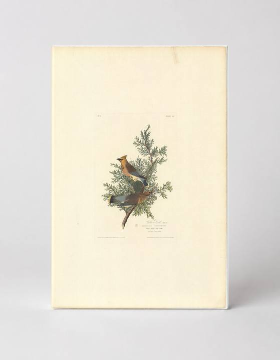 Cedar Waxwing (1827)