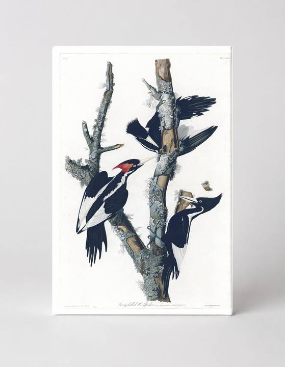 Ivory-billed Woodpecker (1827)