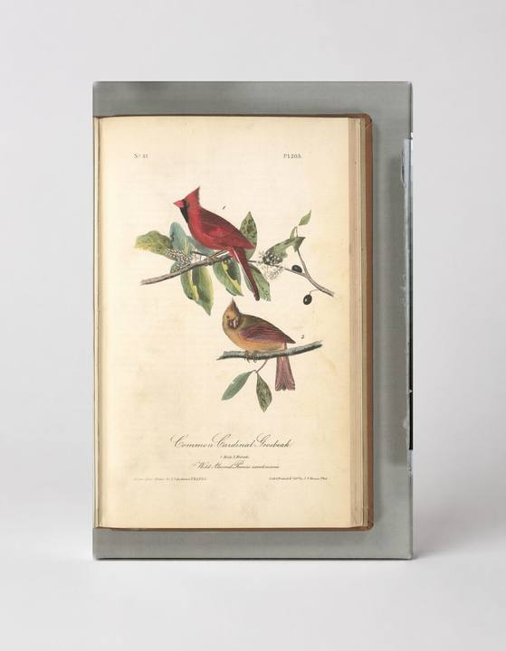 Common Cardinal Grosbeak (1827)