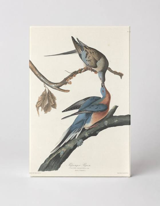 Passenger Pigeon (Plate LXII, 1827)
