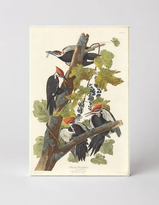 Pileated Woodpecker (1826)