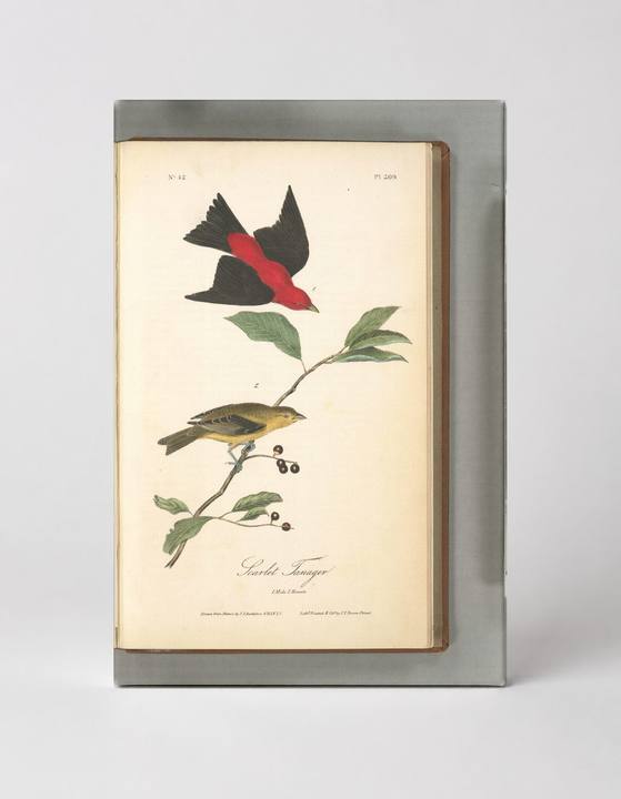 Scarlet Tanager, Plate 209