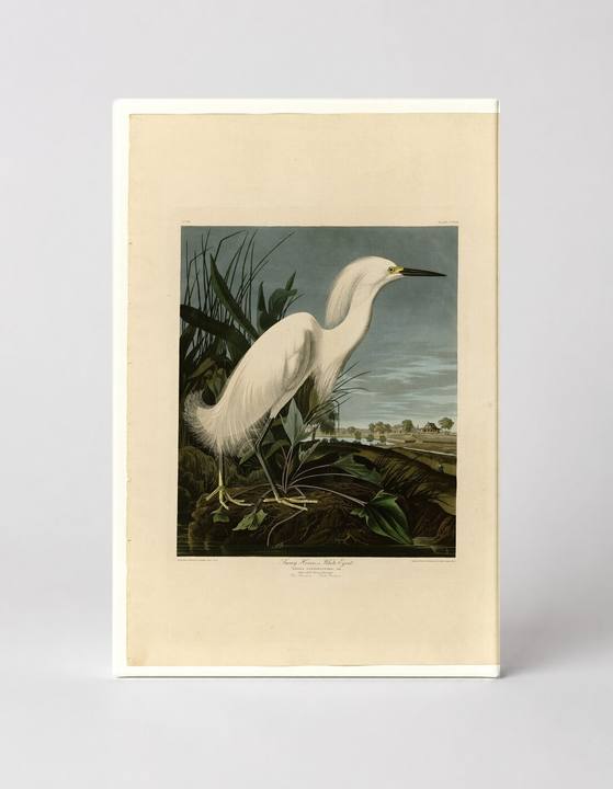 Snowy Heron or White Egret (1821)