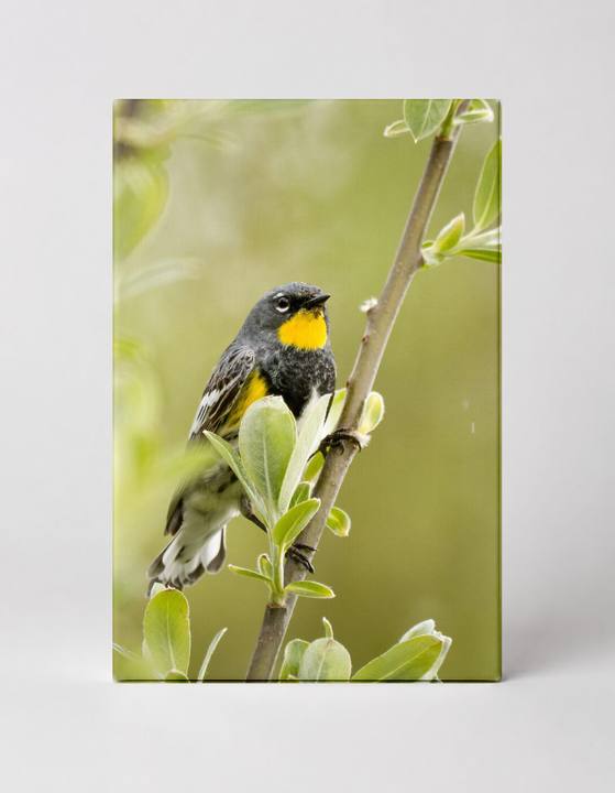 100 Marsh Wren