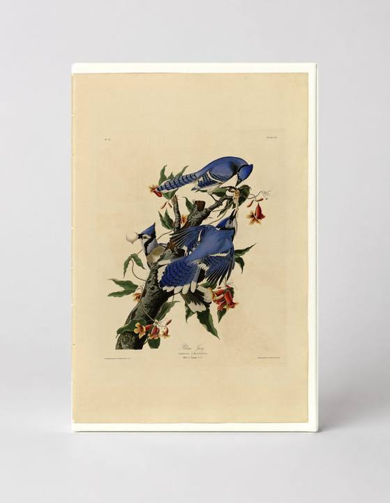 Blue Jay (Plate 102)
