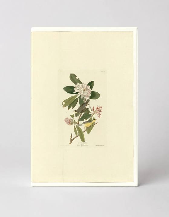 Canada Warbler, Plate 103 (1833)