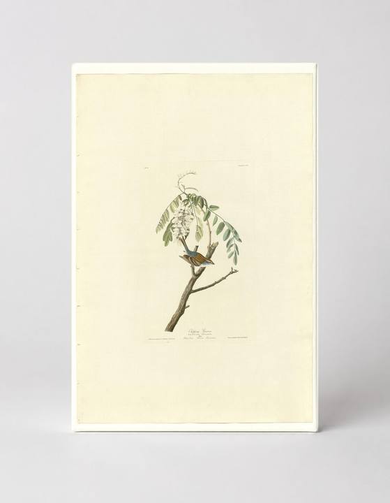 Chipping Sparrow (Plate 104)