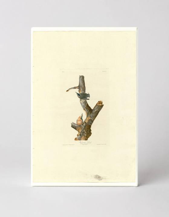 Red-breasted Nuthatch (Plate 105)
