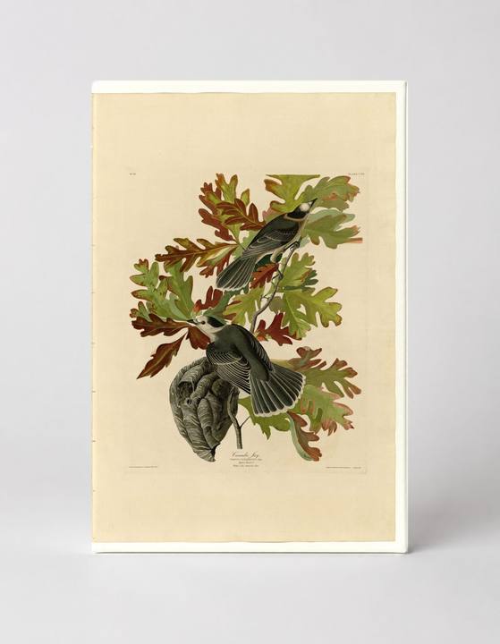 Canada Jay, Plate CVII (1831)