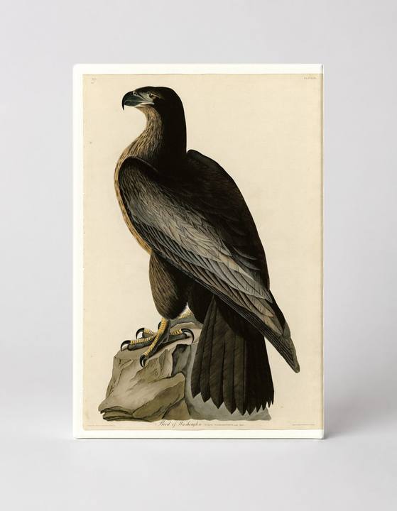 Bird of Washington (1827)