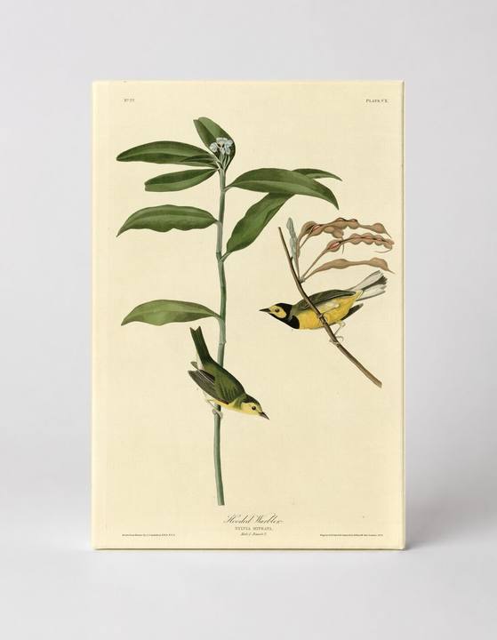 Hooded Warbler, Plate CX