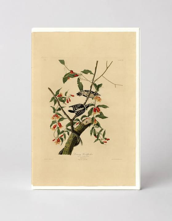 Downy Woodpecker, Plate 112 (1827–1838)