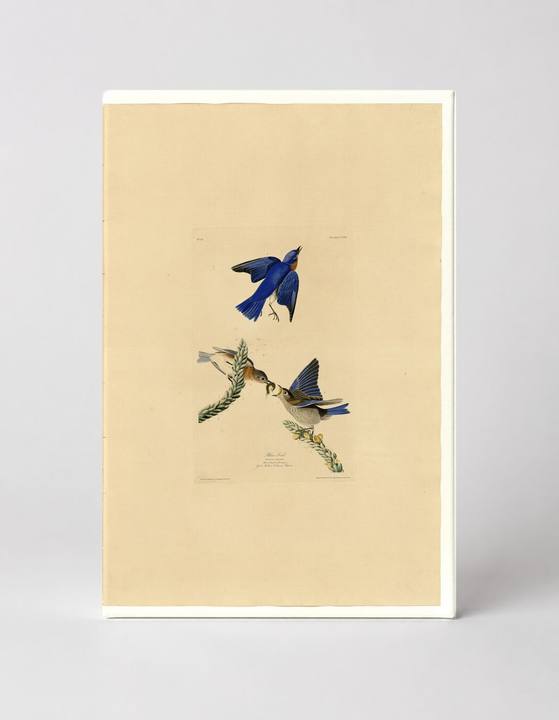 Blue-bird, Plate 113 (1827–1838)