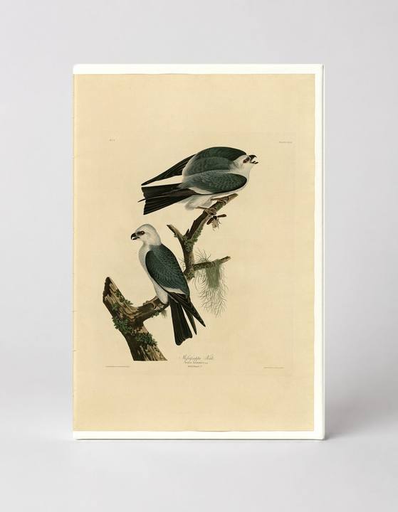 Mississippi Kite, Plate 117 (1827)
