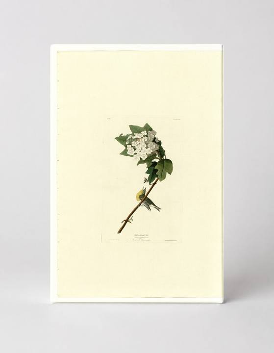 Yellow-throated Vireo (Plate 119)