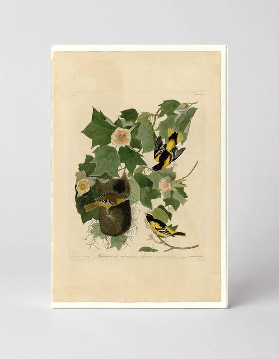 Baltimore Oriole (1827)