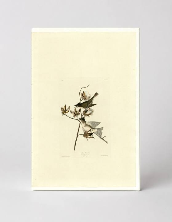 Pewit Flycatcher (Plate 120)