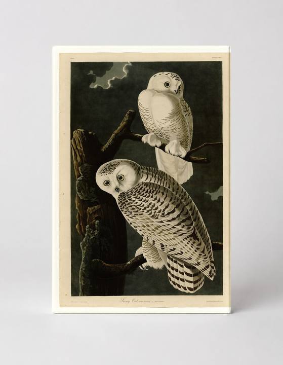 Snowy Owl, Plate 121 (1831)