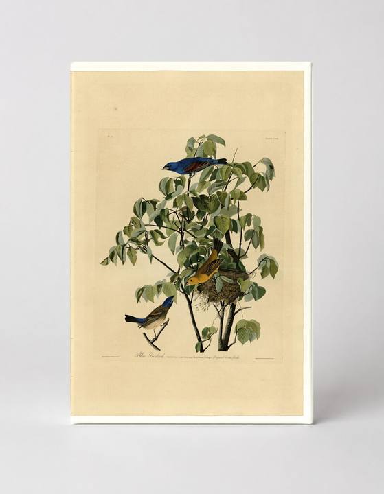 Blue Grosbeak, Plate 122