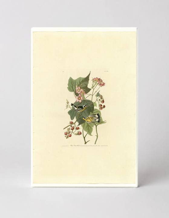 Black and Yellow Warblers, Plate 123 (1827–1838)