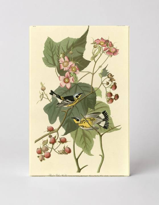 Black & Yellow Warblers (Plate CXCIII)