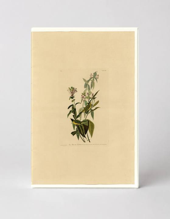 Green Black-capt Flycatcher, Plate CXXIV (1827–1838)