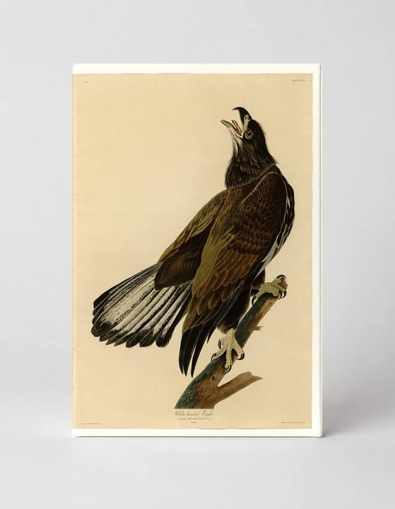 White-headed Eagle, Plate 126 (1833)