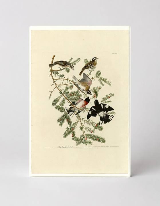 Rose-breasted Grosbeak, Plate 127