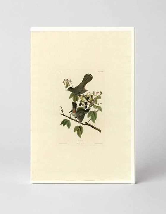 Cat Bird (Plate 128)