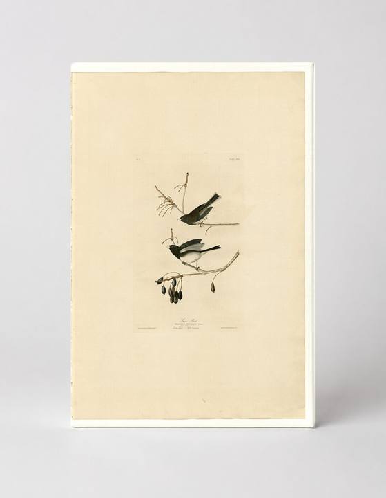 Snow Bird, Plate XIII (1827)