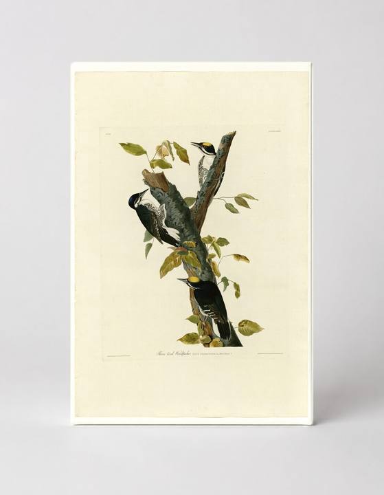 Three-toed Woodpecker (Plate 132)