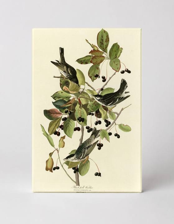 Black-poll Warbler, Plate CXXXIII (1827–1838)