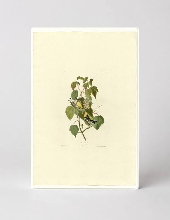 Hemlock Warbler (Plate 134)