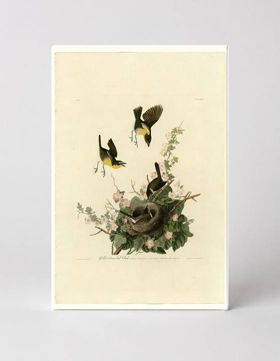 Yellow-breasted Chat, Plate 137