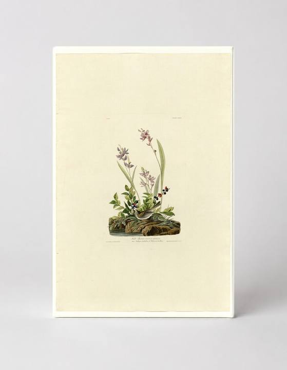 Field Sparrow (Plate CXXXIX)