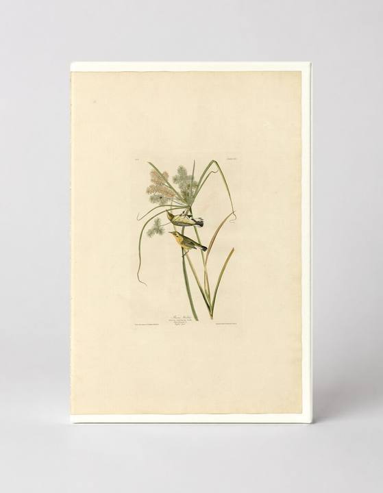 Prairie Warbler (Plate 14)