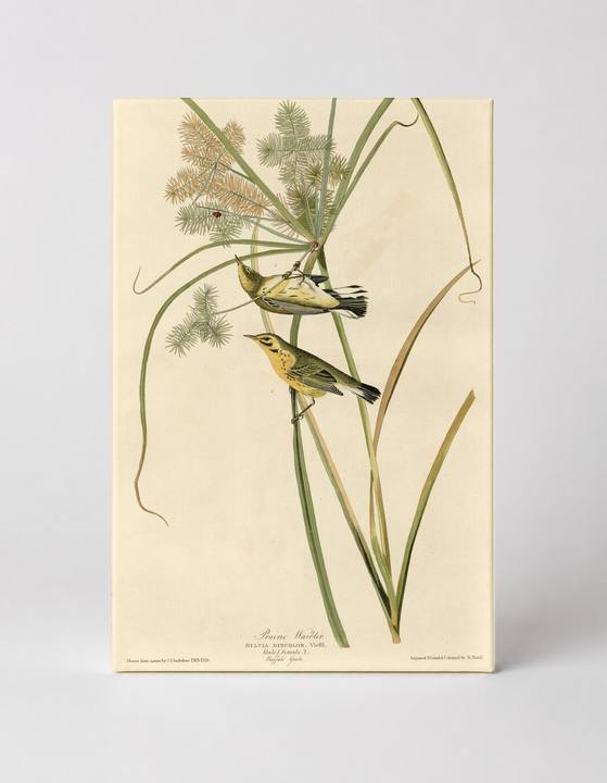 Prairie Warbler, Plate XIV (1827–1838)
