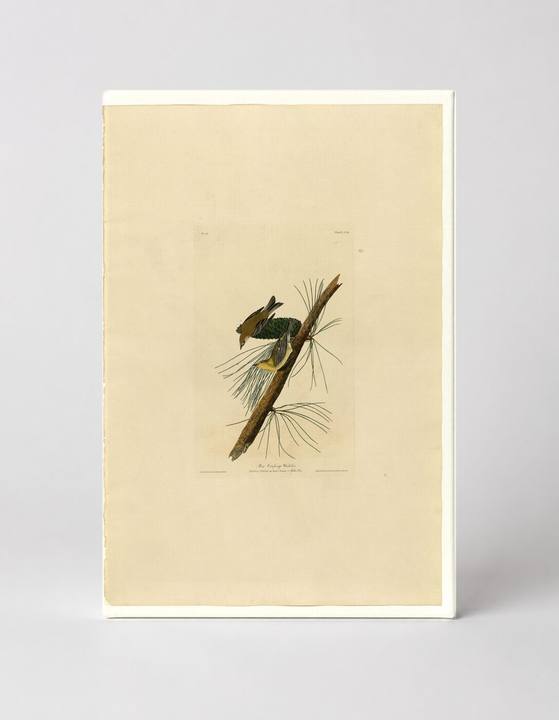 Pine Creeping Warbler (Plate 140)