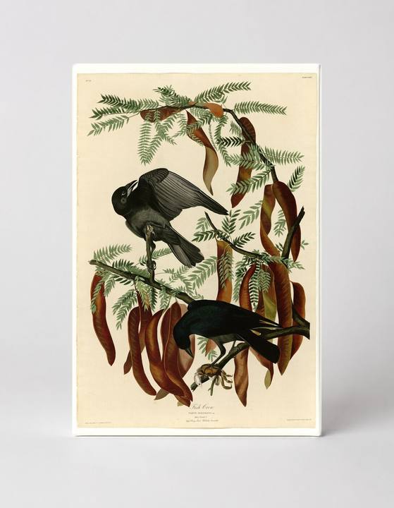 Fish Crow, Plate CXLVI (1833)