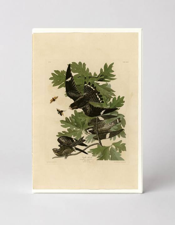 Night Hawk, Plate 147 (1827–1838)