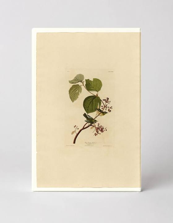 Pine Swamp Warbler, Plate CXLVIII (1827–1838)